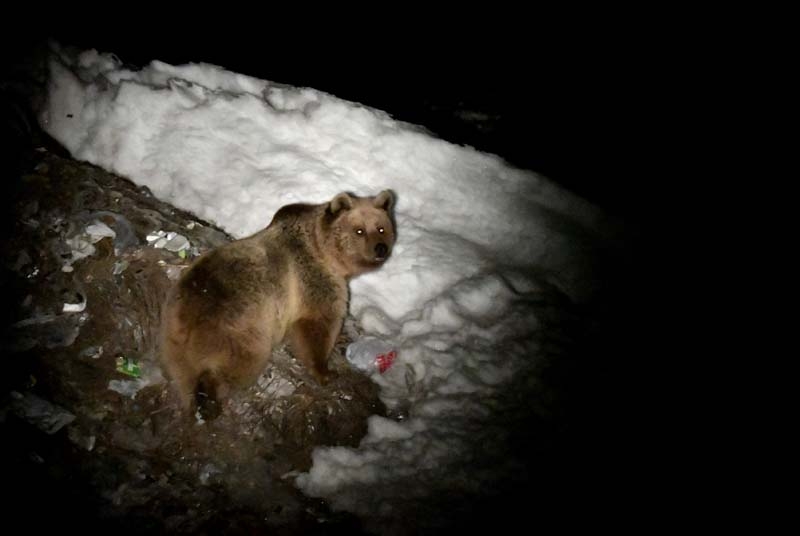 Kış uykusundan uyanan bozayılar çöplüğün yolunu tuttu galerisi resim 3