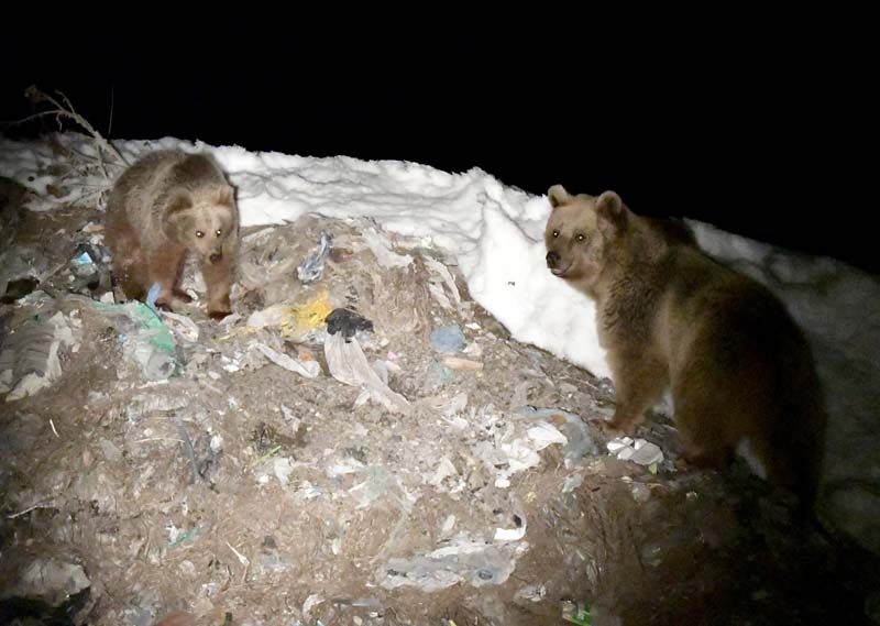 Kış uykusundan uyanan bozayılar çöplüğün yolunu tuttu galerisi resim 4
