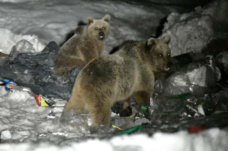 Kış uykusundan uyanan bozayılar çöplüğün yolunu tuttu galerisi resim 6