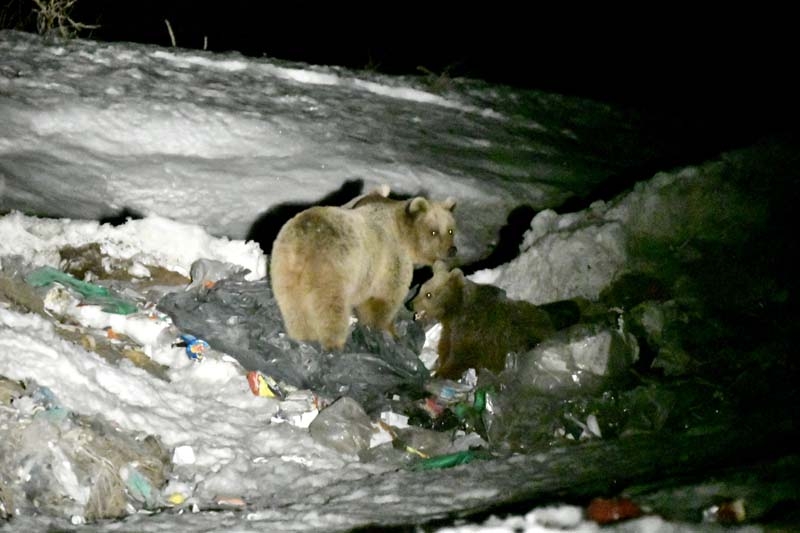 Kış uykusundan uyanan bozayılar çöplüğün yolunu tuttu galerisi resim 7