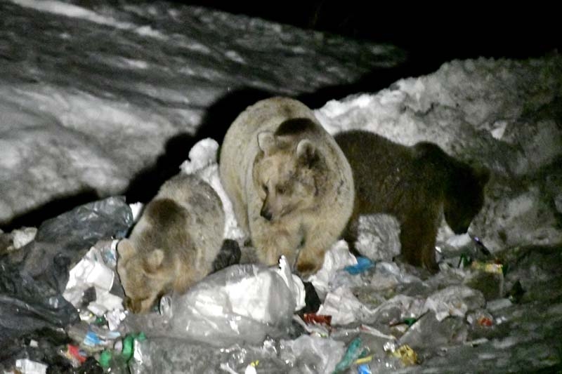 Kış uykusundan uyanan bozayılar çöplüğün yolunu tuttu galerisi resim 8