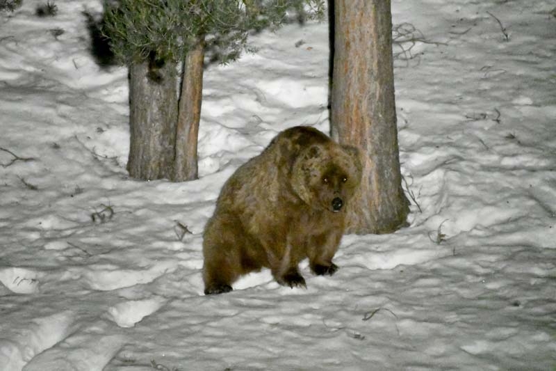 Kış uykusundan uyanan bozayılar çöplüğün yolunu tuttu galerisi resim 9