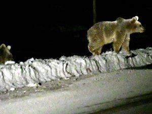 Kış uykusundan uyanan bozayılar çöplüğün yolunu tuttu