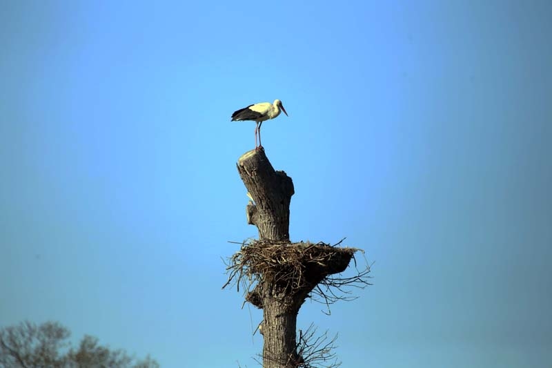 Leylekler yeniden Kızılırmak Deltası'nda galerisi resim 1