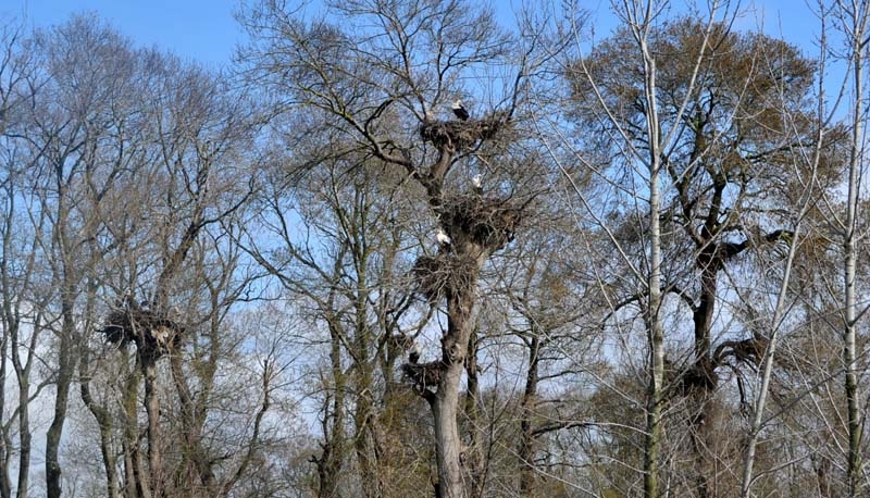 Leylekler yeniden Kızılırmak Deltası'nda galerisi resim 11