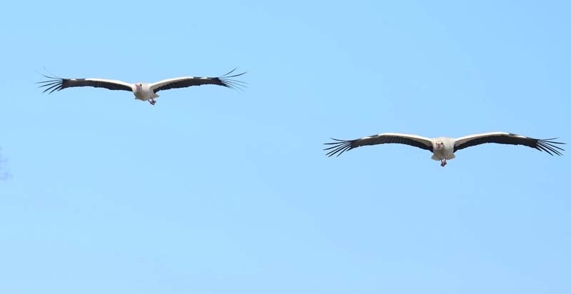 Leylekler yeniden Kızılırmak Deltası'nda galerisi resim 6