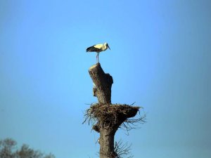 Leylekler yeniden Kızılırmak Deltası'nda