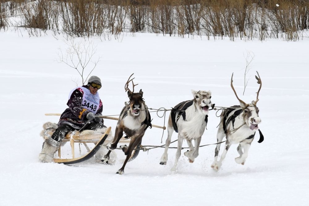 Sibirya'dan renkli kareler galerisi resim 2
