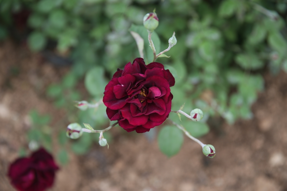 Halfeti'nin siyah gülü çiçek açtı! galerisi resim 1