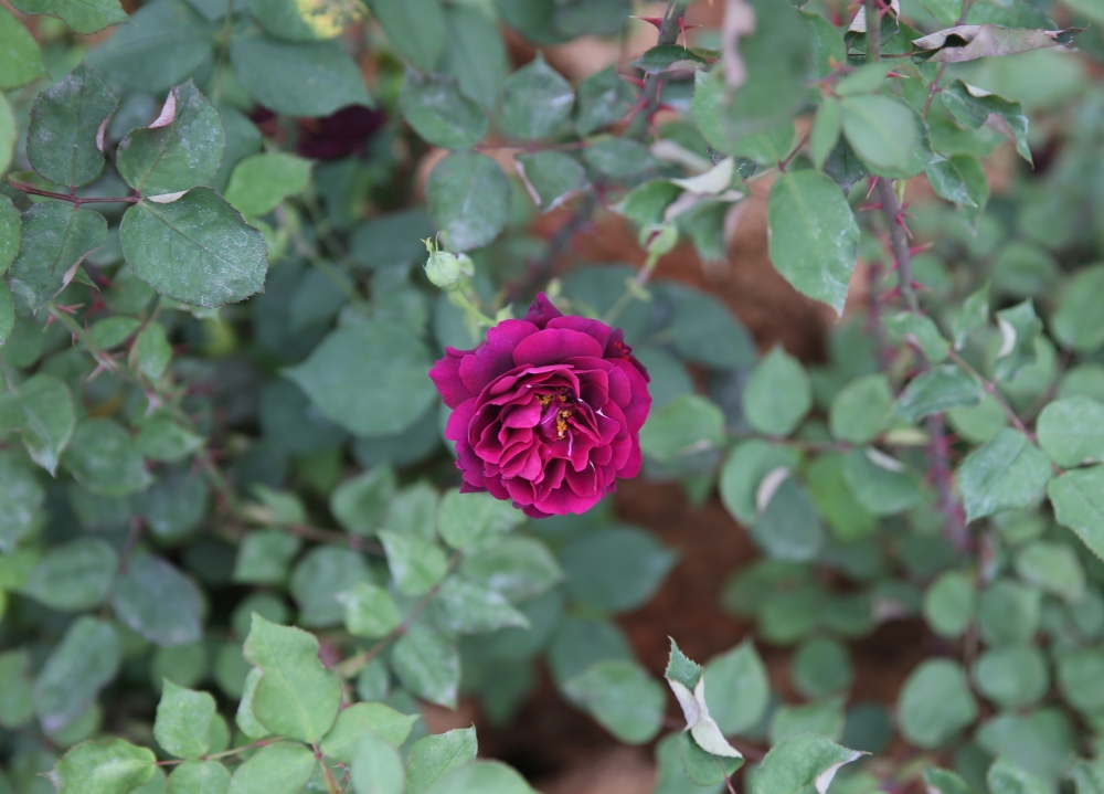 Halfeti'nin siyah gülü çiçek açtı! galerisi resim 2