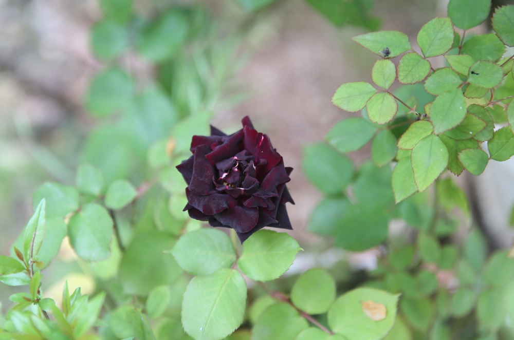 Halfeti'nin siyah gülü çiçek açtı! galerisi resim 3