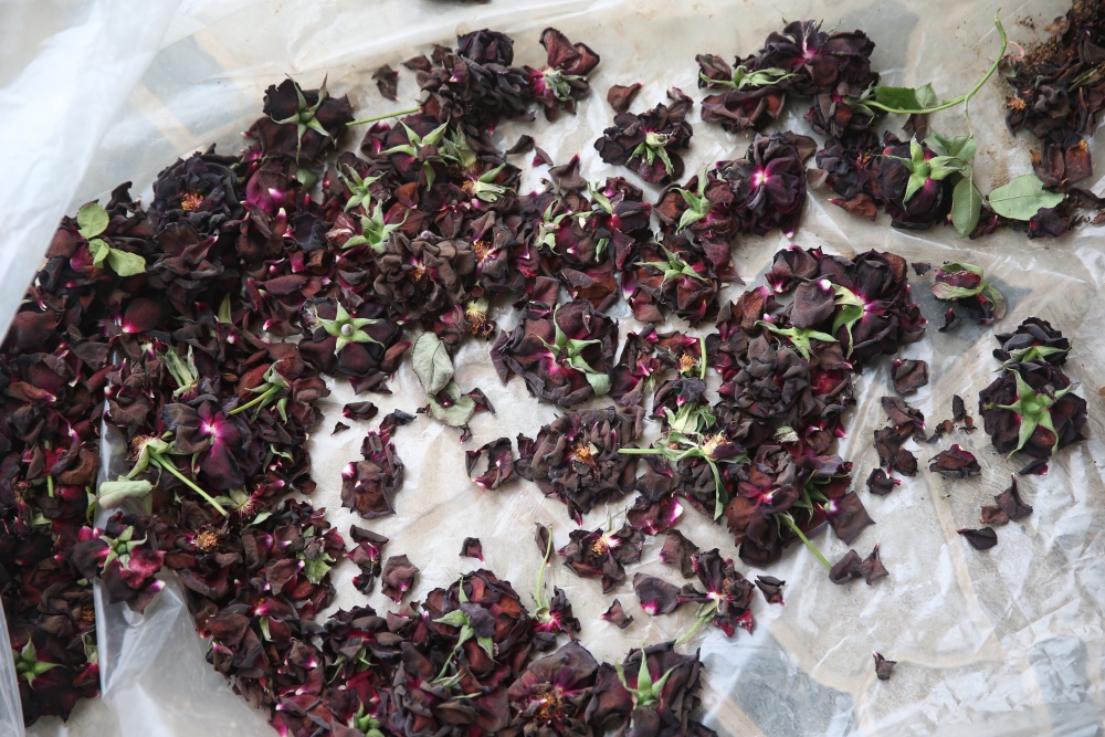 Halfeti'nin siyah gülü çiçek açtı! galerisi resim 8