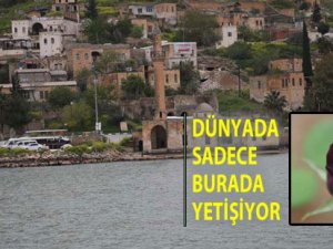 Halfeti'nin siyah gülü çiçek açtı!