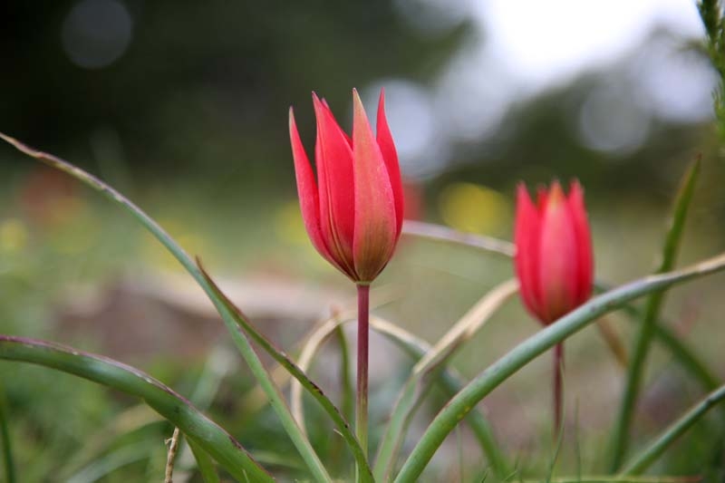 Bu laleyi koparmanın cezası 60 bin lira galerisi resim 1