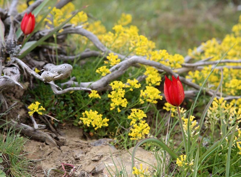 Bu laleyi koparmanın cezası 60 bin lira galerisi resim 10