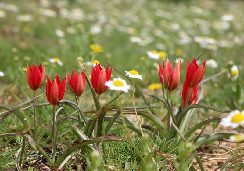 Bu laleyi koparmanın cezası 60 bin lira galerisi resim 11