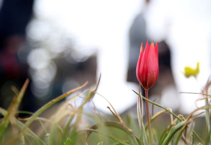 Bu laleyi koparmanın cezası 60 bin lira galerisi resim 2