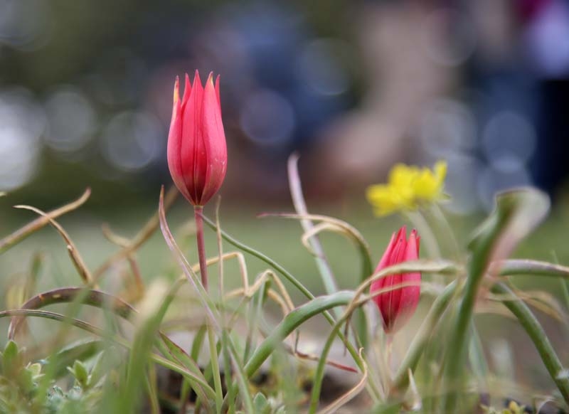 Bu laleyi koparmanın cezası 60 bin lira galerisi resim 3