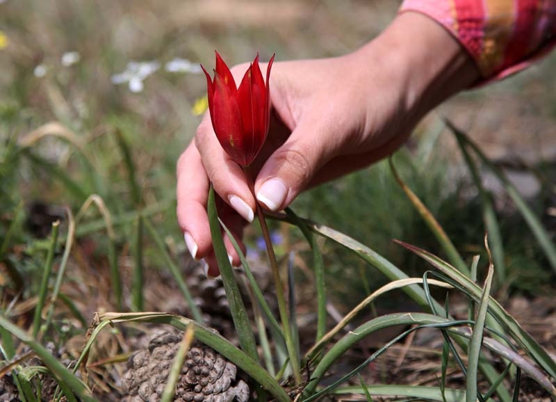 Bu laleyi koparmanın cezası 60 bin lira galerisi resim 4