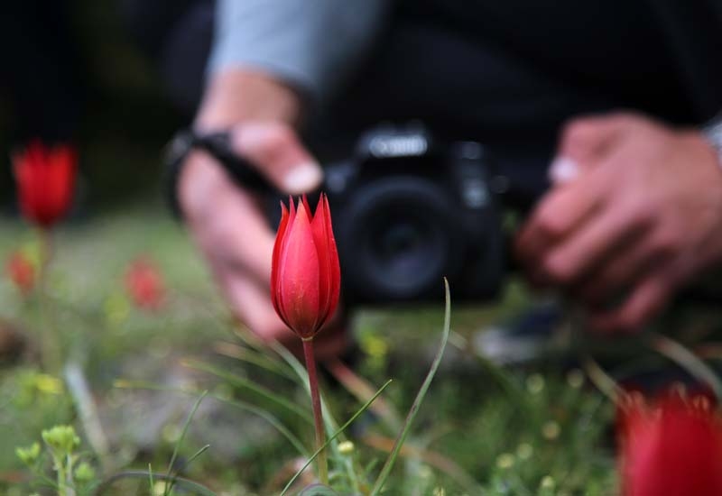 Bu laleyi koparmanın cezası 60 bin lira galerisi resim 5