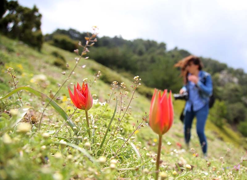 Bu laleyi koparmanın cezası 60 bin lira galerisi resim 7