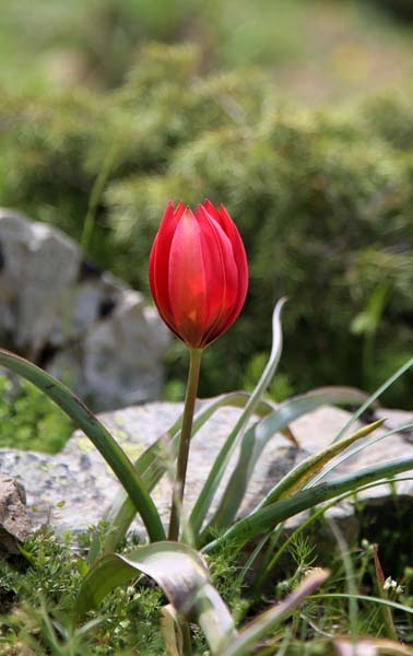 Bu laleyi koparmanın cezası 60 bin lira galerisi resim 9