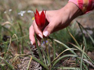 Bu laleyi koparmanın cezası 60 bin lira