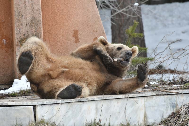 Aç kalan yavru ayı şehre indi galerisi resim 1