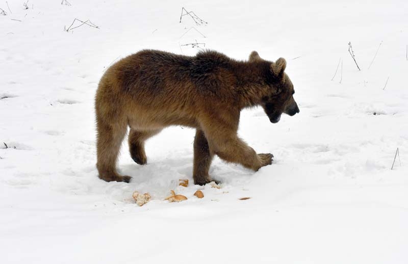 Aç kalan yavru ayı şehre indi galerisi resim 4