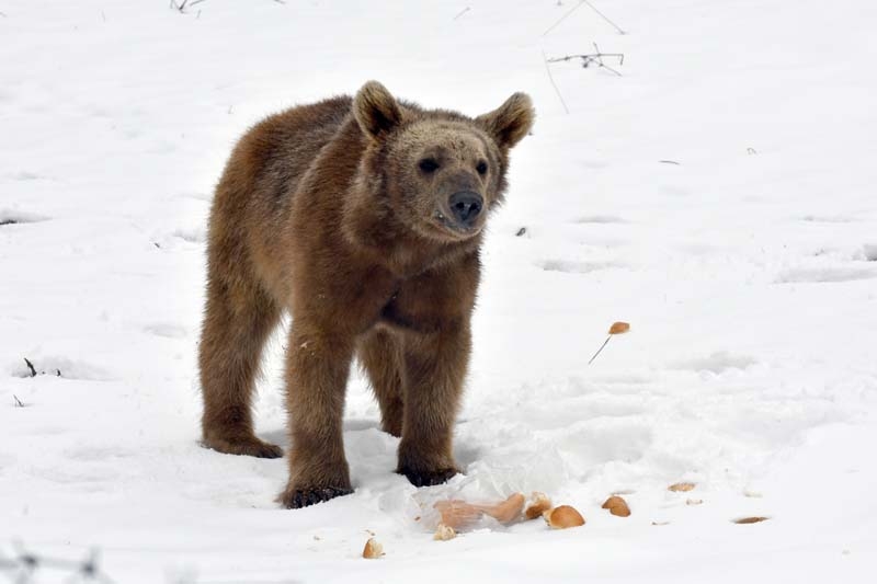 Aç kalan yavru ayı şehre indi galerisi resim 5
