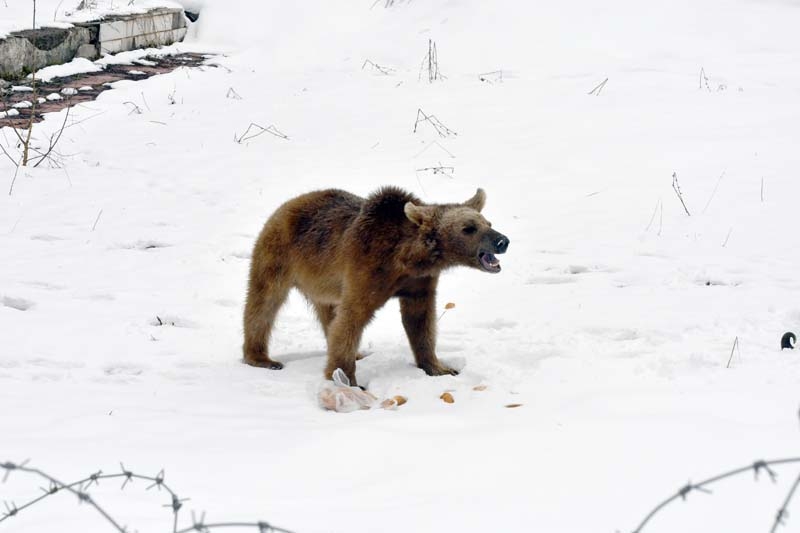 Aç kalan yavru ayı şehre indi galerisi resim 6