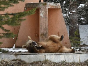 Aç kalan yavru ayı şehre indi