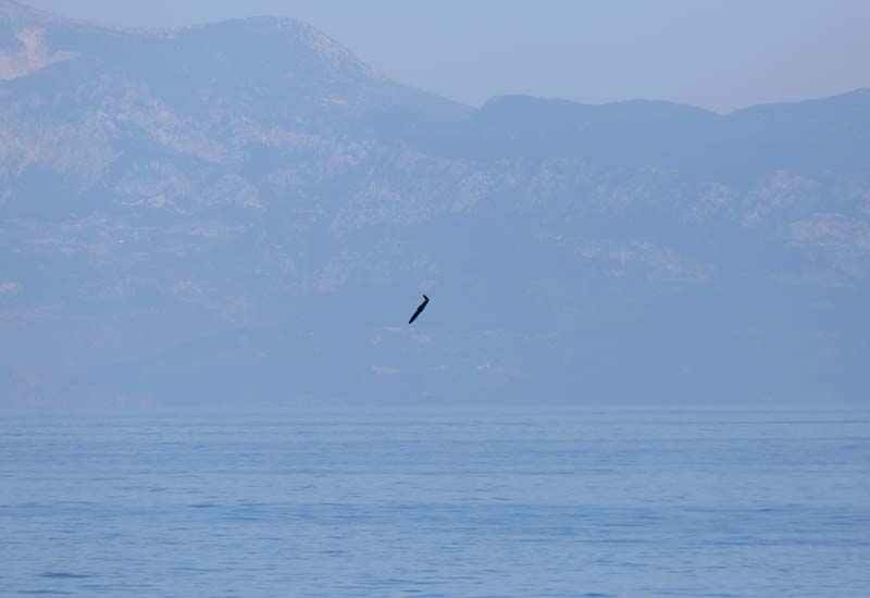 Denizkurdu-2019 Tatbikatı galerisi resim 8