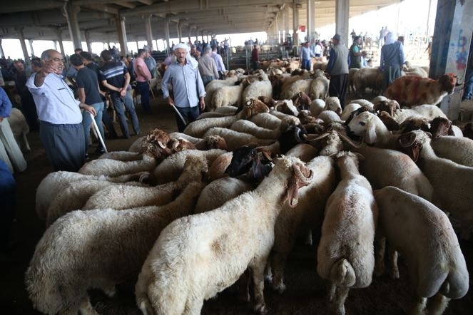 Küçükbaş hayvan için oraya akın ediyorlar! Talepler patladı... galerisi resim 1