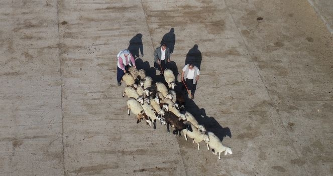 Küçükbaş hayvan için oraya akın ediyorlar! Talepler patladı... galerisi resim 4