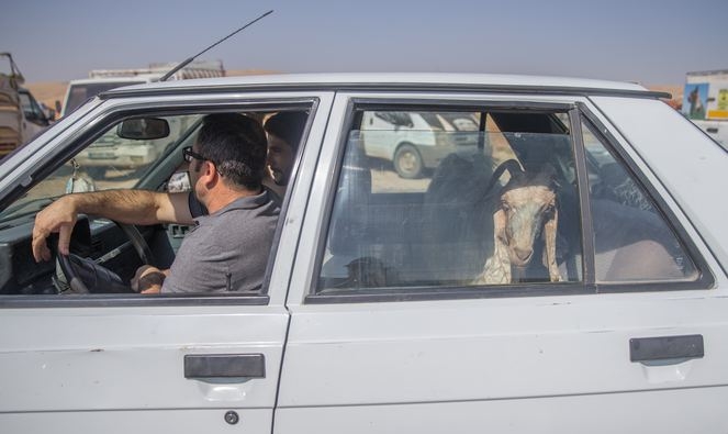 Küçükbaş hayvan için oraya akın ediyorlar! Talepler patladı... galerisi resim 5