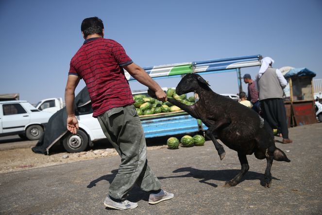 Küçükbaş hayvan için oraya akın ediyorlar! Talepler patladı... galerisi resim 6