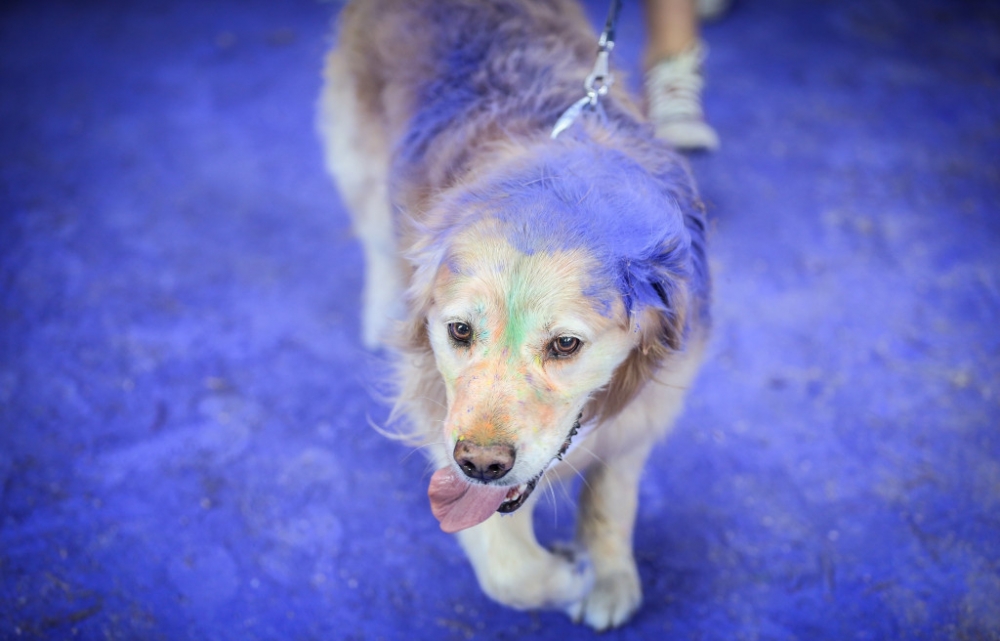 Bursa'da rengarenk koşu festivali... galerisi resim 9