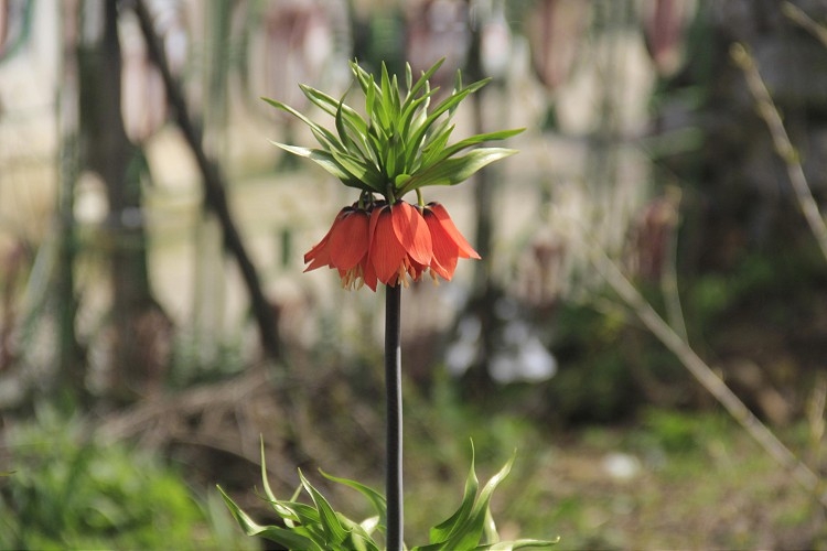 Ovacık'ta açan ters laleler göz kamaştırıyor galerisi resim 3