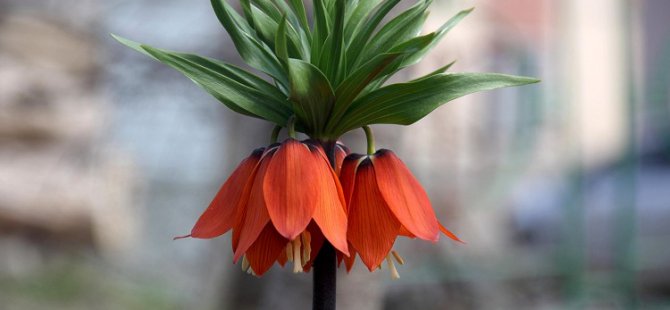 Ovacık'ta açan ters laleler göz kamaştırıyor