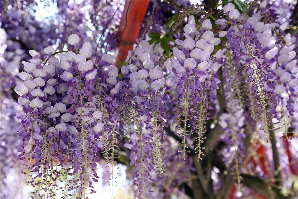 Muğla'da baharın gelmesiyle mor salkımlar görsel şölen oluşturdu galerisi resim 3