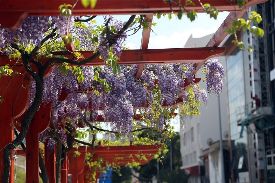Muğla'da baharın gelmesiyle mor salkımlar görsel şölen oluşturdu galerisi resim 5