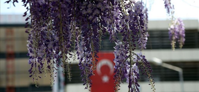 Muğla'da baharın gelmesiyle mor salkımlar görsel şölen oluşturdu