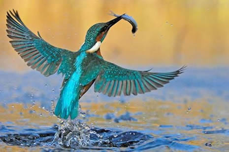 KUŞLAR ALEMİ galerisi resim 4