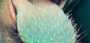 Günün en komik fotoğrafları belirlendi