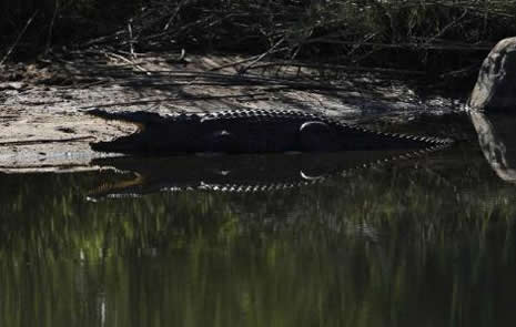 Timsah festivali  galerisi resim 5