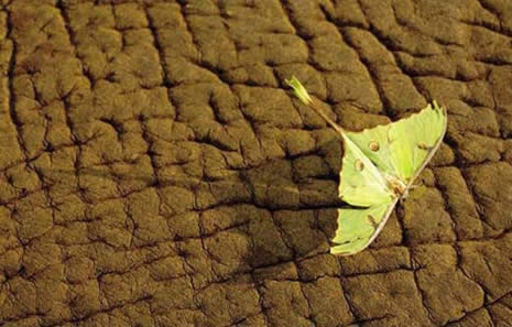 VAHŞİ DOĞA VE GÜNEY AFRİKA galerisi resim 17