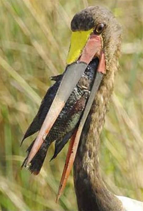 VAHŞİ DOĞA VE GÜNEY AFRİKA