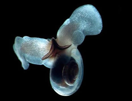 okyanusun derinliklerinden ilginç canlılar galerisi resim 10