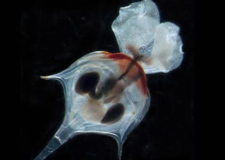 okyanusun derinliklerinden ilginç canlılar galerisi resim 11
